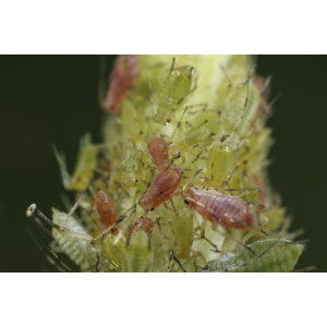 Große Rosenblattlaus