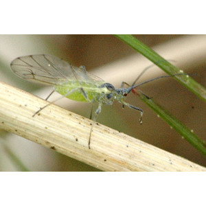 Grüne Pfirsichblattlaus 