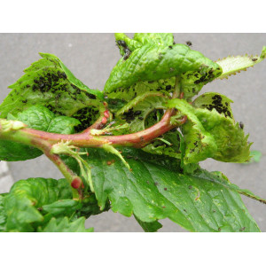 Schwarze Kirschenblattlaus