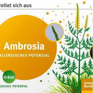 Infografik: Zeichnung einer Ambrosia-Pflanze mit gefiederten Blättern und gelben, ährenförmigen Blütenständen. Fotos zeigen Details, der Stängel ist abstehend behaart. Das allergische Potenzial von Ambrosia ist fünfmal höher als das von Gräsern