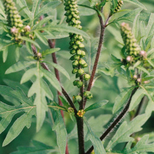 Pflanze mit gefiederten grünen Blättern, roten Stängeln mit abstehenden Haaren und noch nicht aufgeblühten, in Ähren am Stängel stehenden Blütenknospen