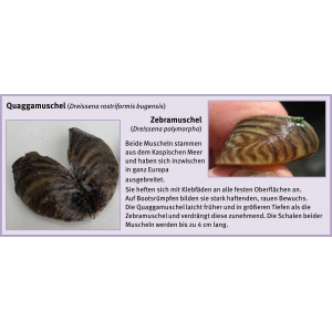 Bewuchsatlas: Muscheln Brackwasser