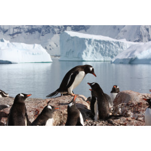 Eine Gruppe Pinguine sitzt und steht auf einem Erdhügel. Dahinter ist Wasser auf dem Eisberge schwimmen. Im Hintergrund ist ein schnee- und eisbedecktes Gebirge. 