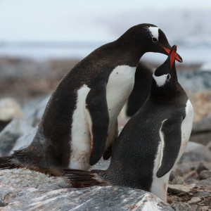 Zwei Pinguine schnäbeln. 