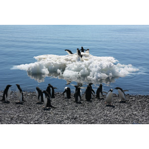 Eine Gruppe Adeliepinguine steht am Wasser. Fünf weitere stehen auf einer nahen Eisscholle. 