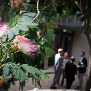 Teilnehmerinnen und Teilnehmer stehen im Atrium vor dem Eingang zum Workshop Raum. Der Blick geht im Vordergrund durch  Blätter und rote Blüten des Mimosenbaumes.