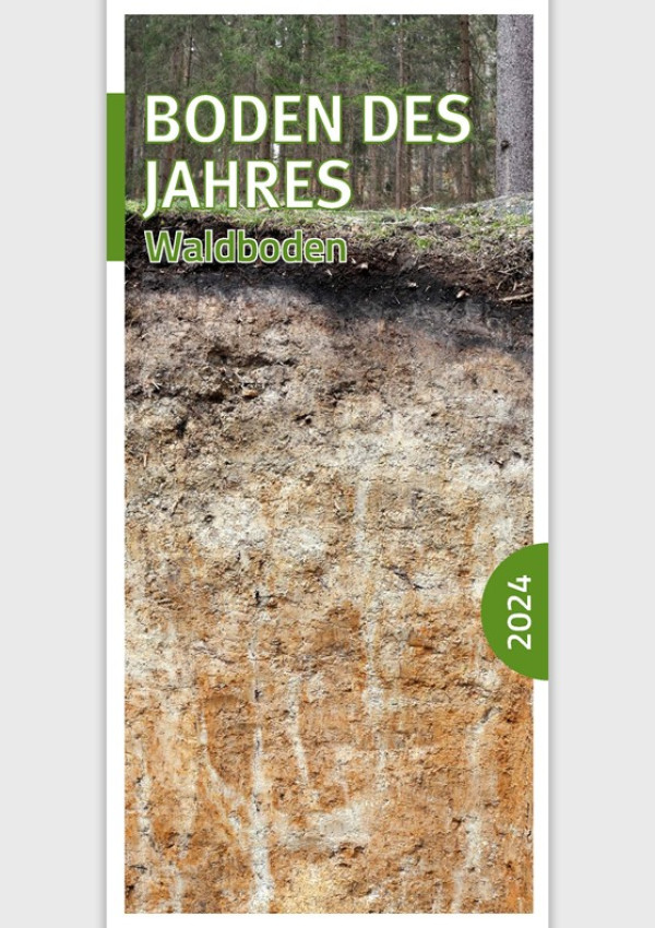 Wald, darunter Bodenprofil Waldboden