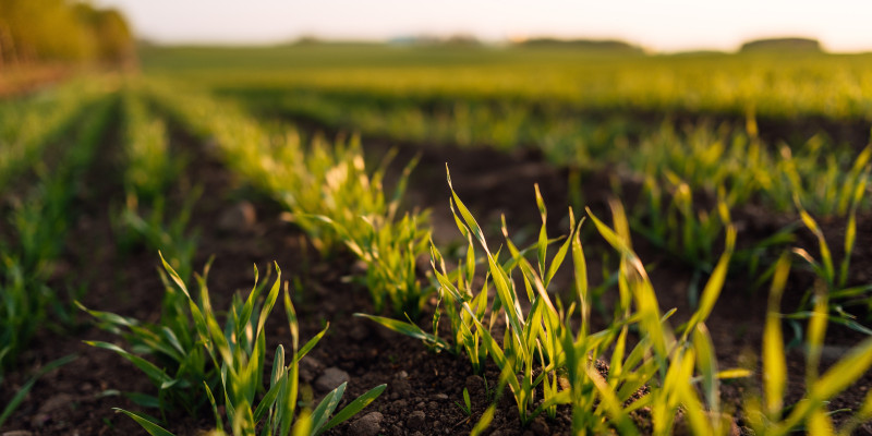 Feld mit ersten Pflanzen, viel unbewachsene Flächen