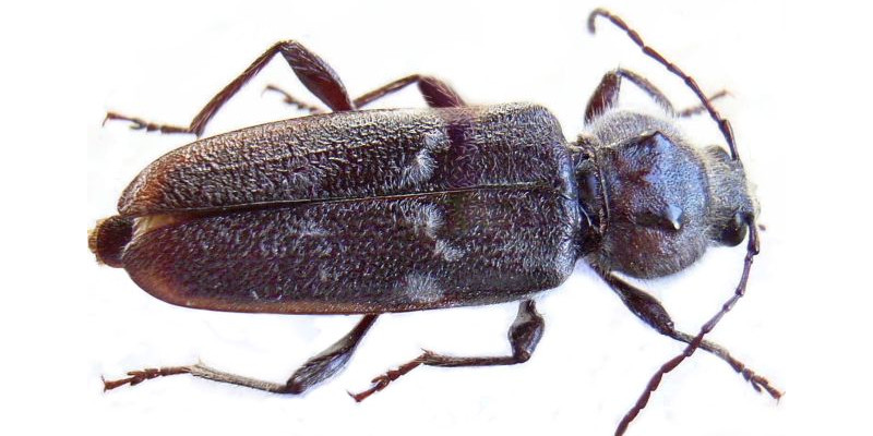 Hausbockkäfer