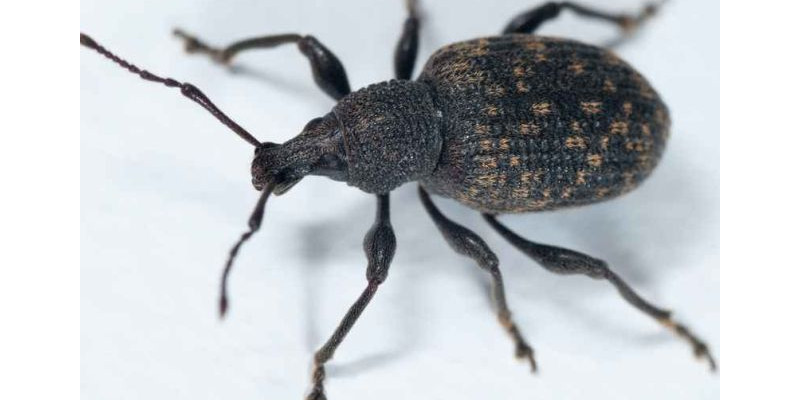 Gefurchter Dickmaulrüssler