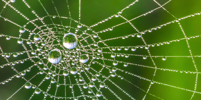 Image showing a spiderweb glistening with dew drops against a green background.