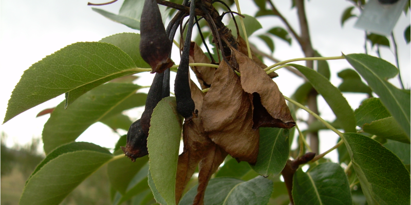 Feuerbrand am Apfelbaum, Blätter haben sich braun verfärbt