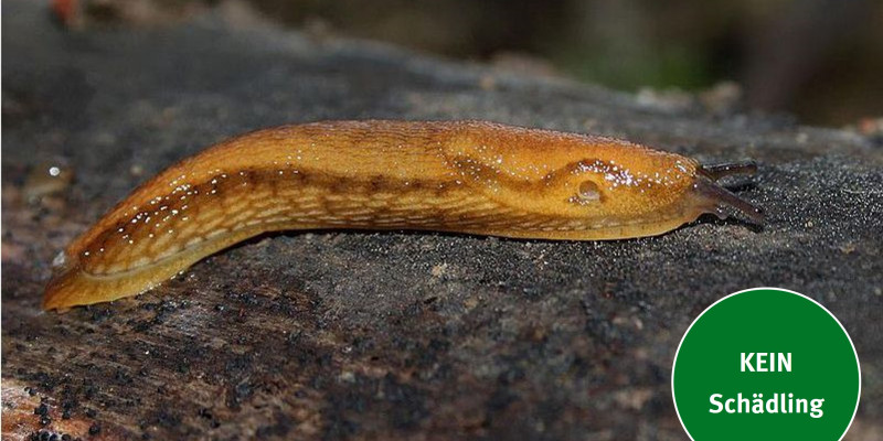 die Braune Wegschnecke (Arion fuscus) 