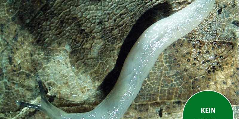 Der Wurmschnegel (Boettgerilla pallens)