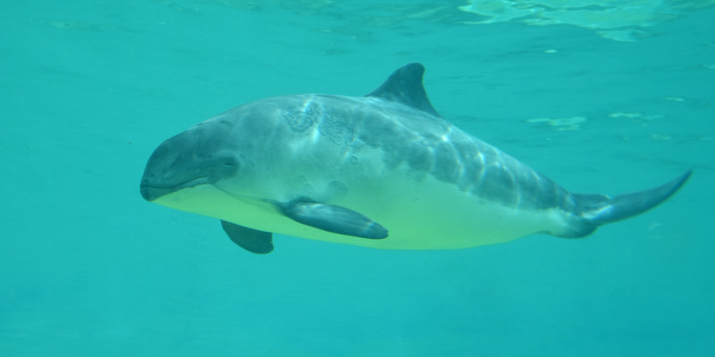 Ein Schweinswal schwimmt durch das Wasser