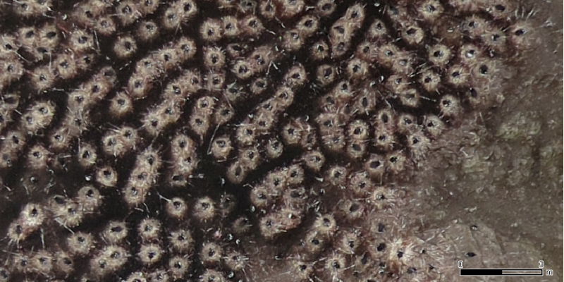 Drohenenbild von Pinguinnestern in der Antarktis