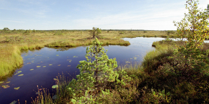 Фотография безлесного участка болота Целау 