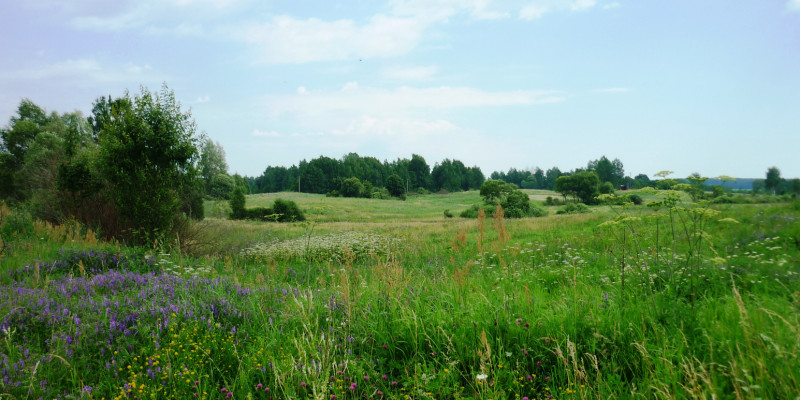 Bild eines Landschaftsausschnittes der Rominter Heide