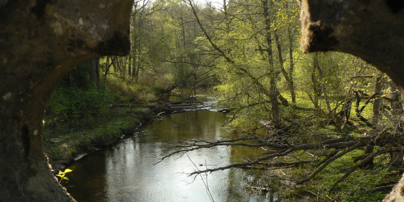 Bild eines Flusslaufs in der Rominter Heide