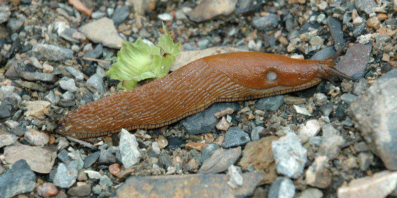 Eine Spanische Wegschnecke (Arion lusitanicus) auf Kies