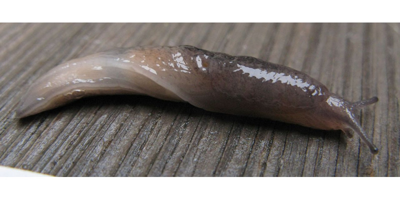 Eine Mittelmeerschnegel (Deroceras panormitanum)