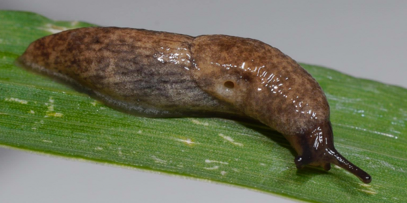 Eine Genetzte Ackerschnecke (Deroceras reticulatum) auf einem Blatt