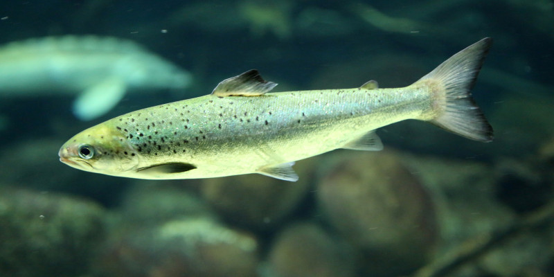 Unterwasseraufnahme einer Forelle in einem Gewässer mit Kiessohle.
