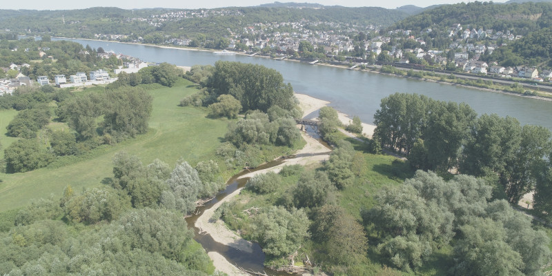 Luftbild der Ahrmündung. Im Vordergrund ist die Ahr mit mehreren Nebenarmen zu erkennen. An den Ufern finden sich viele Kiesbänke und Gehölze. Im Hintergrund liegt der Rhein mit mehreren Siedlungen.