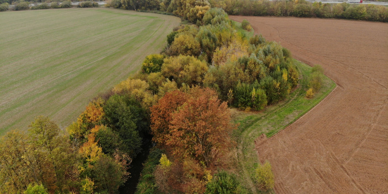 Luftbild des Gehölzstreifens an der Helme bei Sundhausen. Dichter Bewuchs mit Bäumen und Sträuchern liegt zwischen dem Gewässer und anliegenden landwirtschaftlichen Flächen.