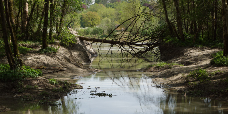 Foto: Eine Uferbucht mit Sturzbaum am Inn bei Langenpfunzen. Die Ufer sind dicht mit Gehölzen bewachsen. Im Hintergrund verläuft der Hauptstrom des Inns.