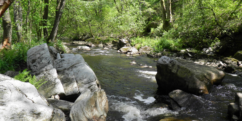 Foto: Steine unterschiedlicher Größe prägen das Flussbett entlang des Flusses Rur bei Monschau in der Eifel. Die Ufer sind mit Erlen bewachsen.