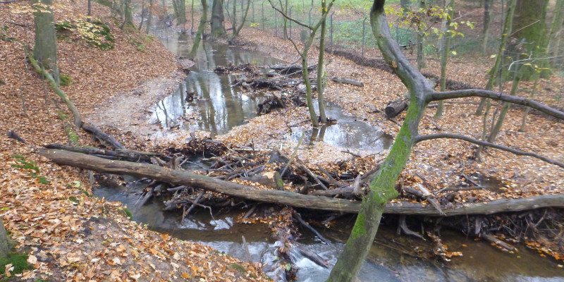 Foto: Waldbach mit querliegendem Stamm, an dem sich angeschwemmtes Holz und Laub angesammelt hat.