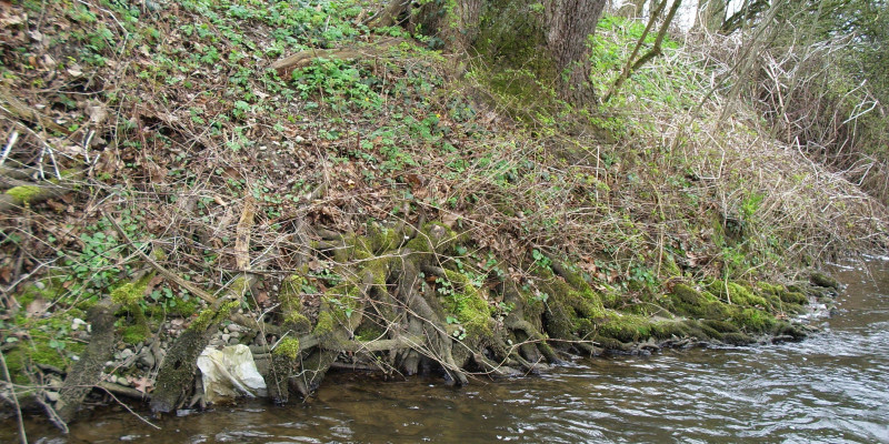Foto: Wurzeln an einem steilen und tiefen Ufer reichen ins Gewässer hinein.