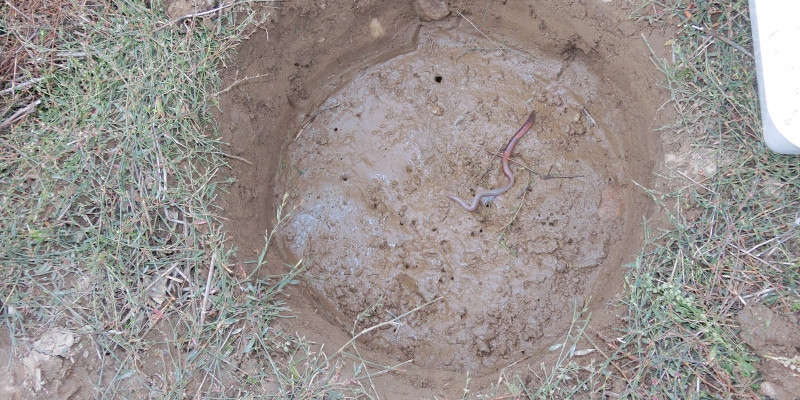 Mit einem Stechzylinder wurde eine Bodenprobe genommen. Am Boden des Probenahmelochs schlängelt sich ein Regenwurm.