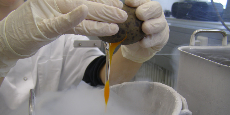 Processing of a egg sample at the University of Trier