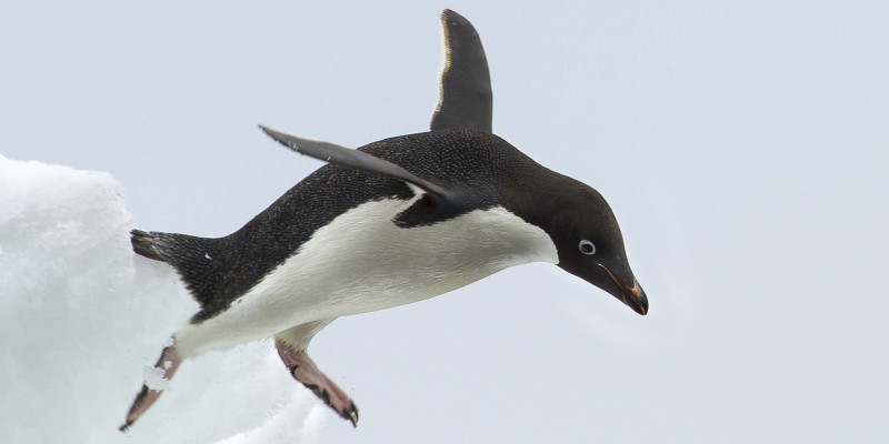 Springender Pinguin