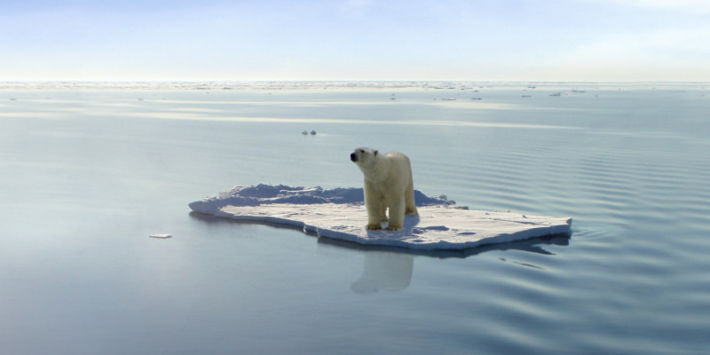  Polar bear on ice floe