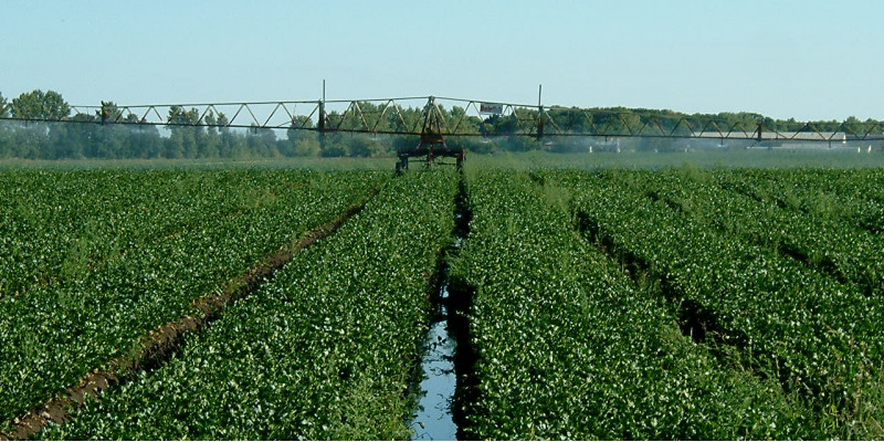 irrigation on a field
