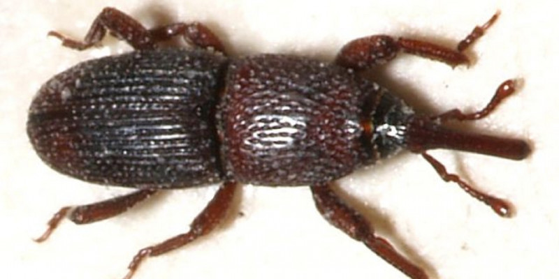 Kornkäfer