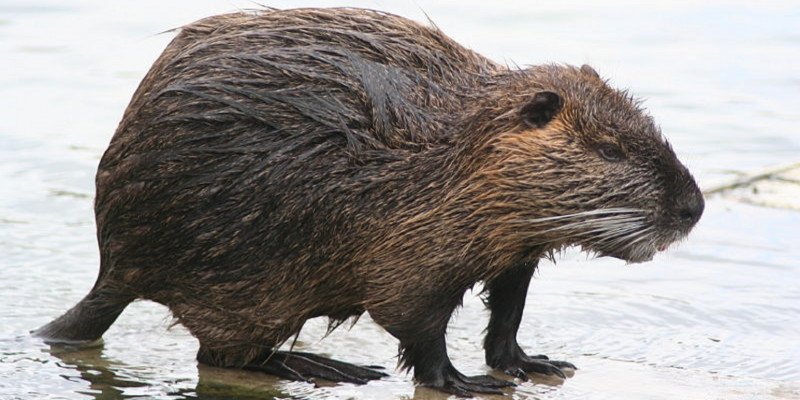 Nutria