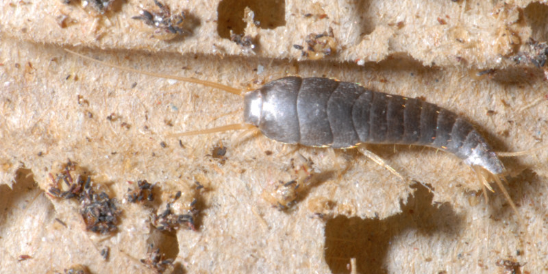 Silberfischchen