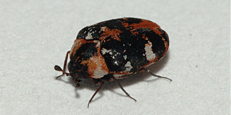 Teppichkäfer