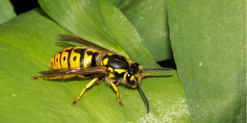 Wespe auf einem Blatt