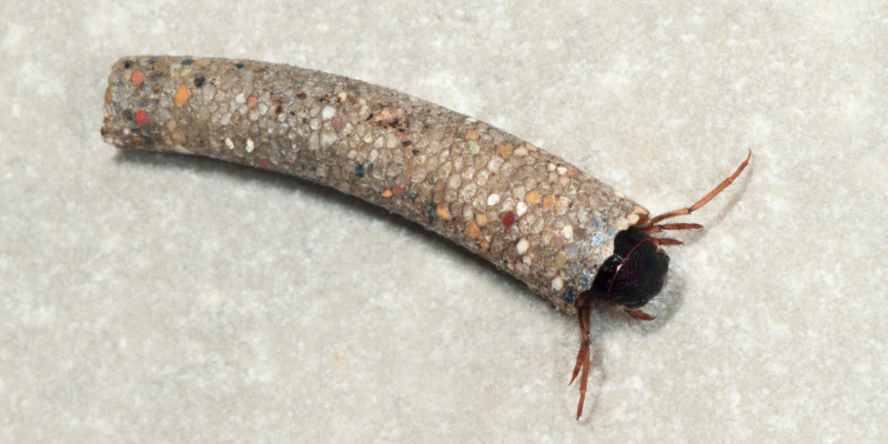 Bild einer Köcherfliegenlarve