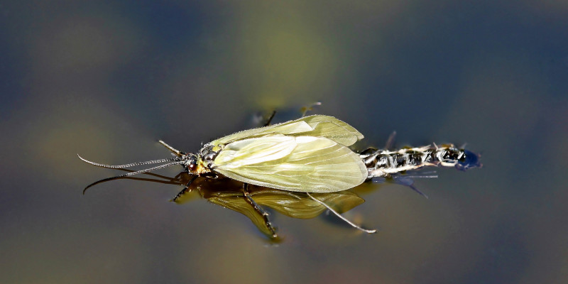 Eine Aufnahme der Köcherfliegenart Oligotricha striata kurz nach dem Schlupf, zu erkennen an den gelben Flügeln