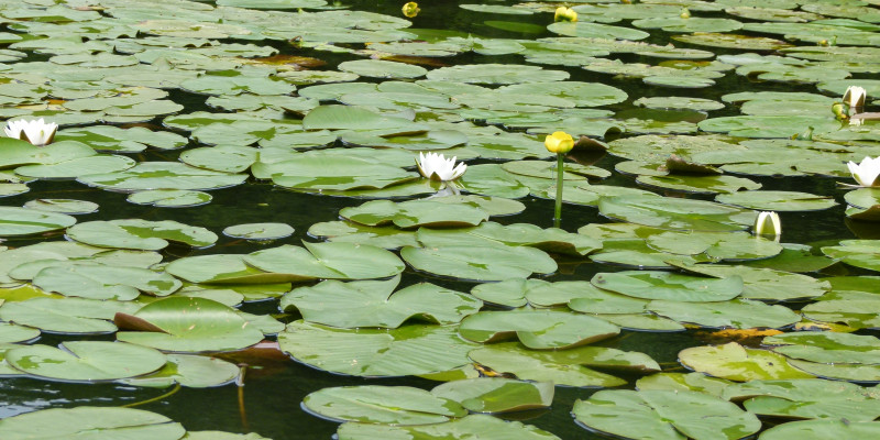 Seeoberfläche mit See- und Teichrosen