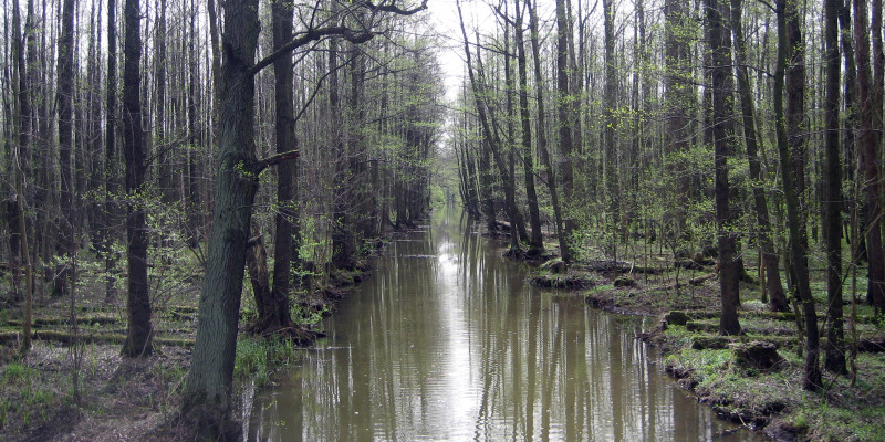 Kanal im Spreewald
