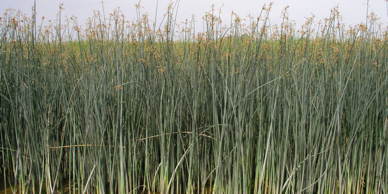 Foto der Salz-Teichsimse