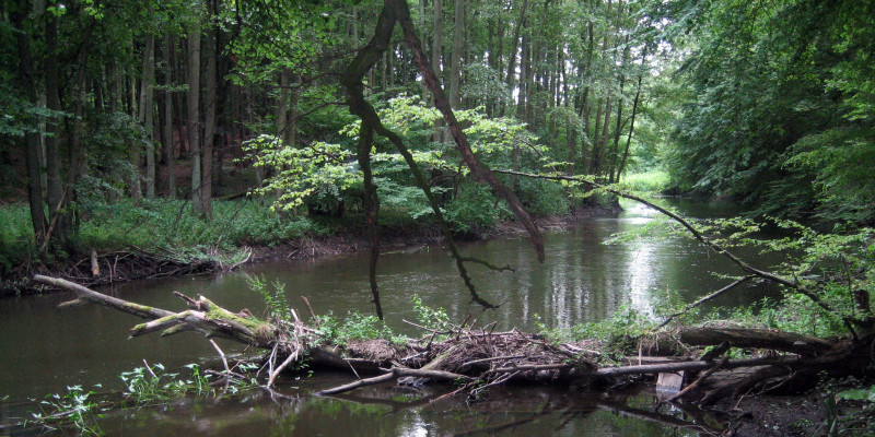 Fluss Warnow mit Totholz