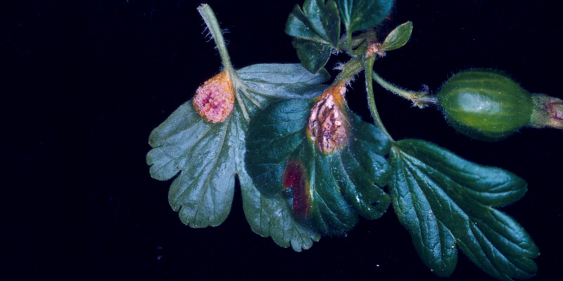 Stachelbeertriebspitze mit Blättern, davon zwei mit Stachelbeerrost befallene Blätter, und Frucht